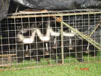 Animal Capture And Removal: Baby Skunks.