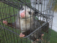 Animal Capture And Removal: Trapped Opposum.