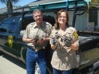 Animal Capture And Removal: Ron and Becky Bailey with Baby Raccoons.